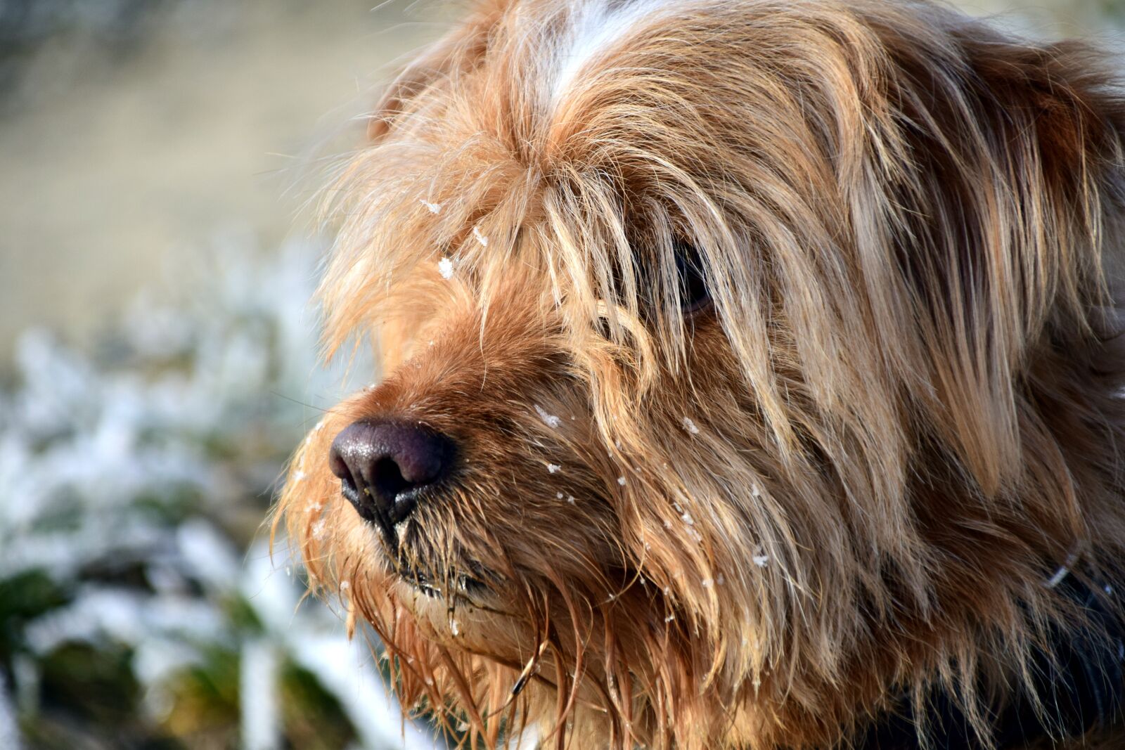 Nikon D3300 sample photo. Dog, hybrid, winter photography