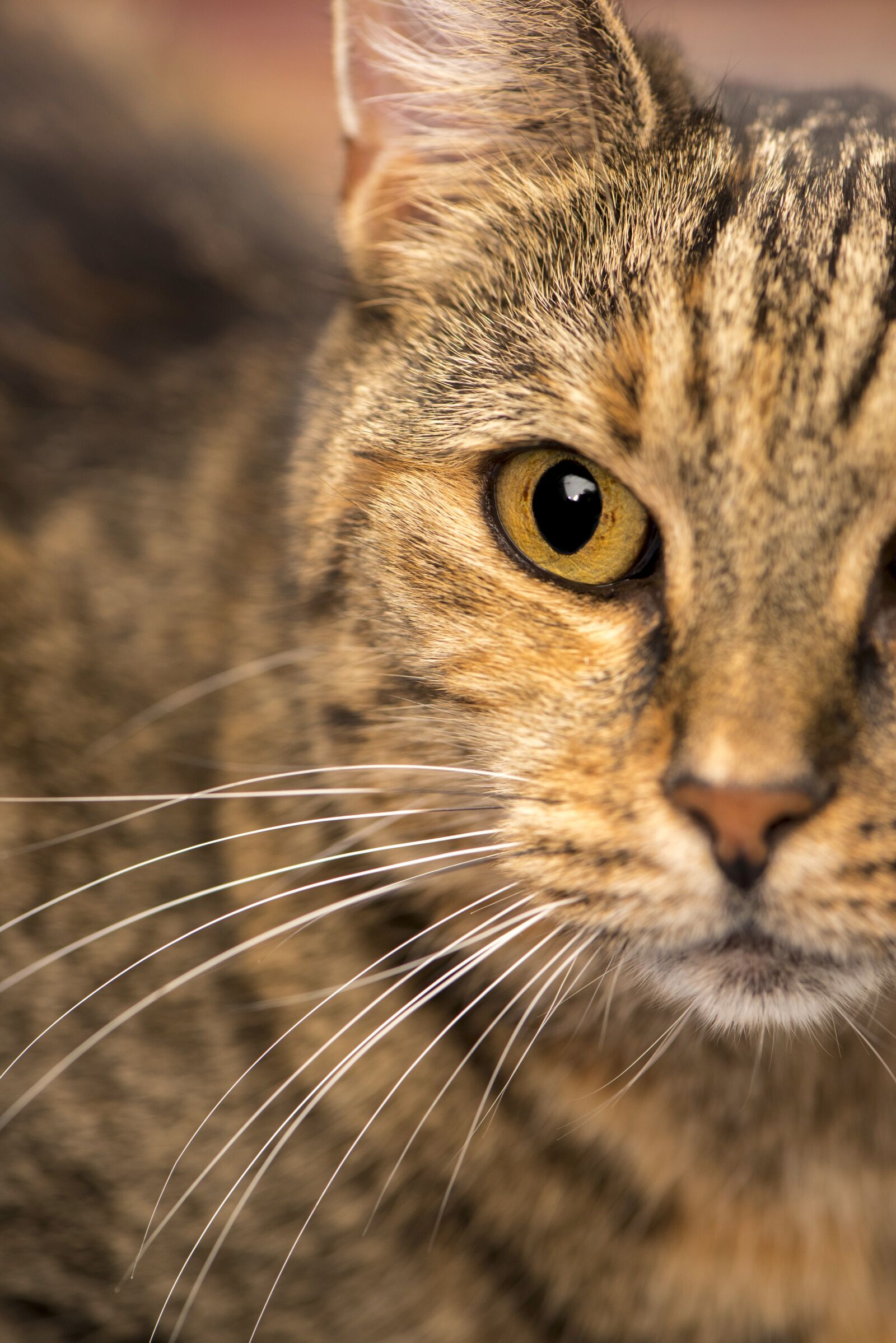 Nikon D750 sample photo. Domestic cat close-up, public photography