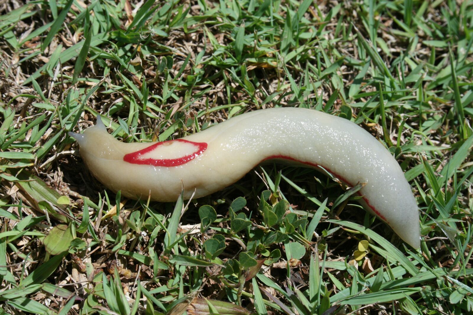 Canon EOS 400D (EOS Digital Rebel XTi / EOS Kiss Digital X) sample photo. Red triangle slug, diamond photography