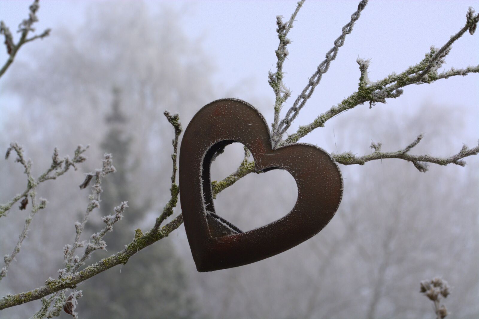 Nikon D5200 sample photo. Heart, cold, winter photography