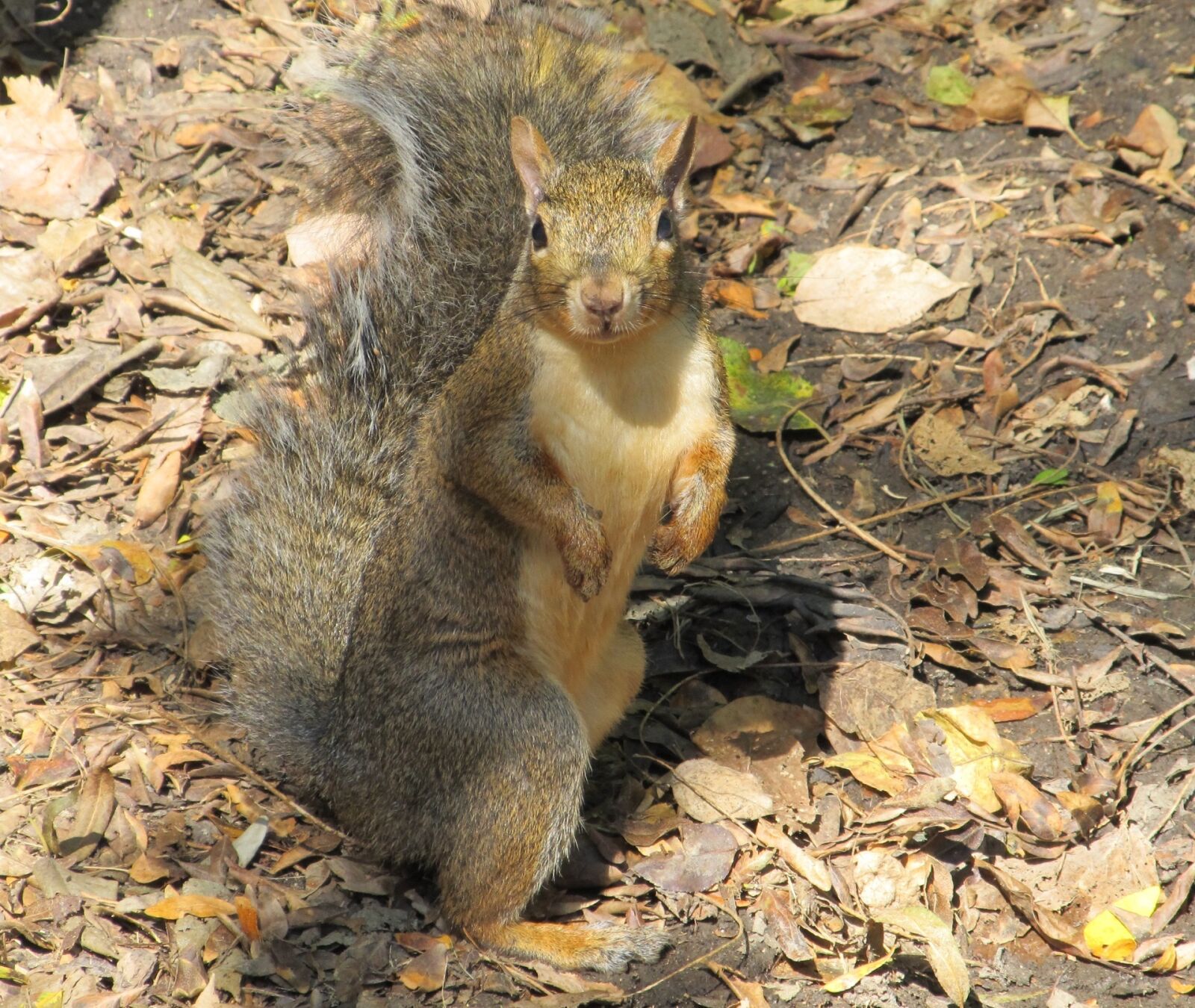 Canon PowerShot SX130 IS sample photo. Squirrel, common squirrel, ground photography