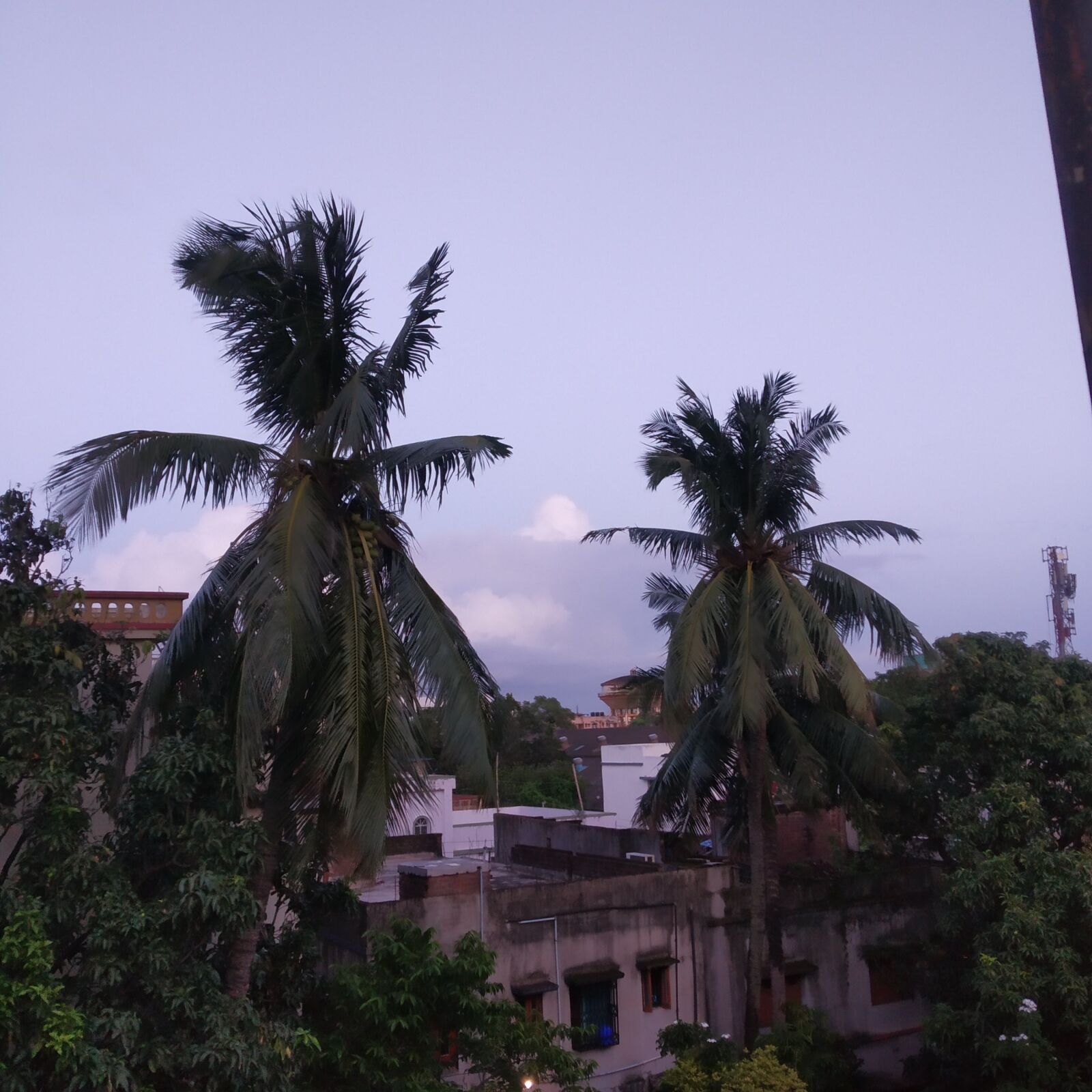 Xiaomi Redmi Y2 sample photo. Trees, coconut, sky photography