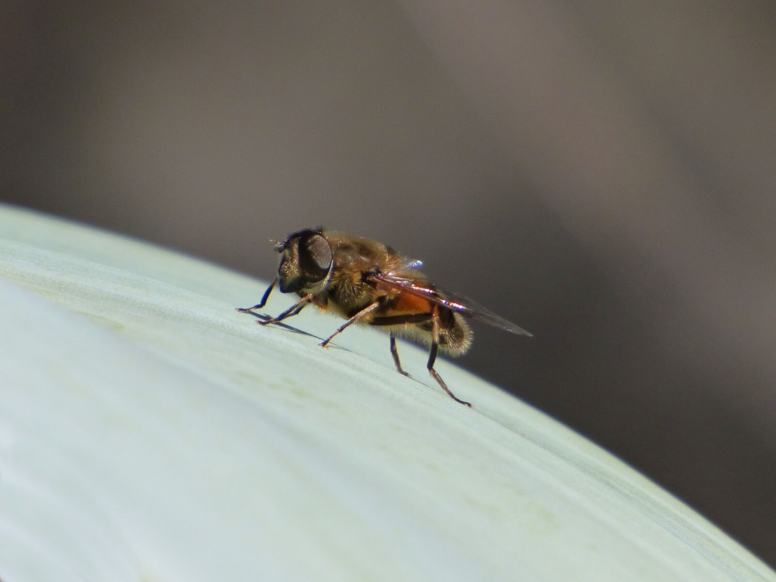 Panasonic Lumix DMC-FZ70 sample photo. Hoverfly, false bee, detail photography