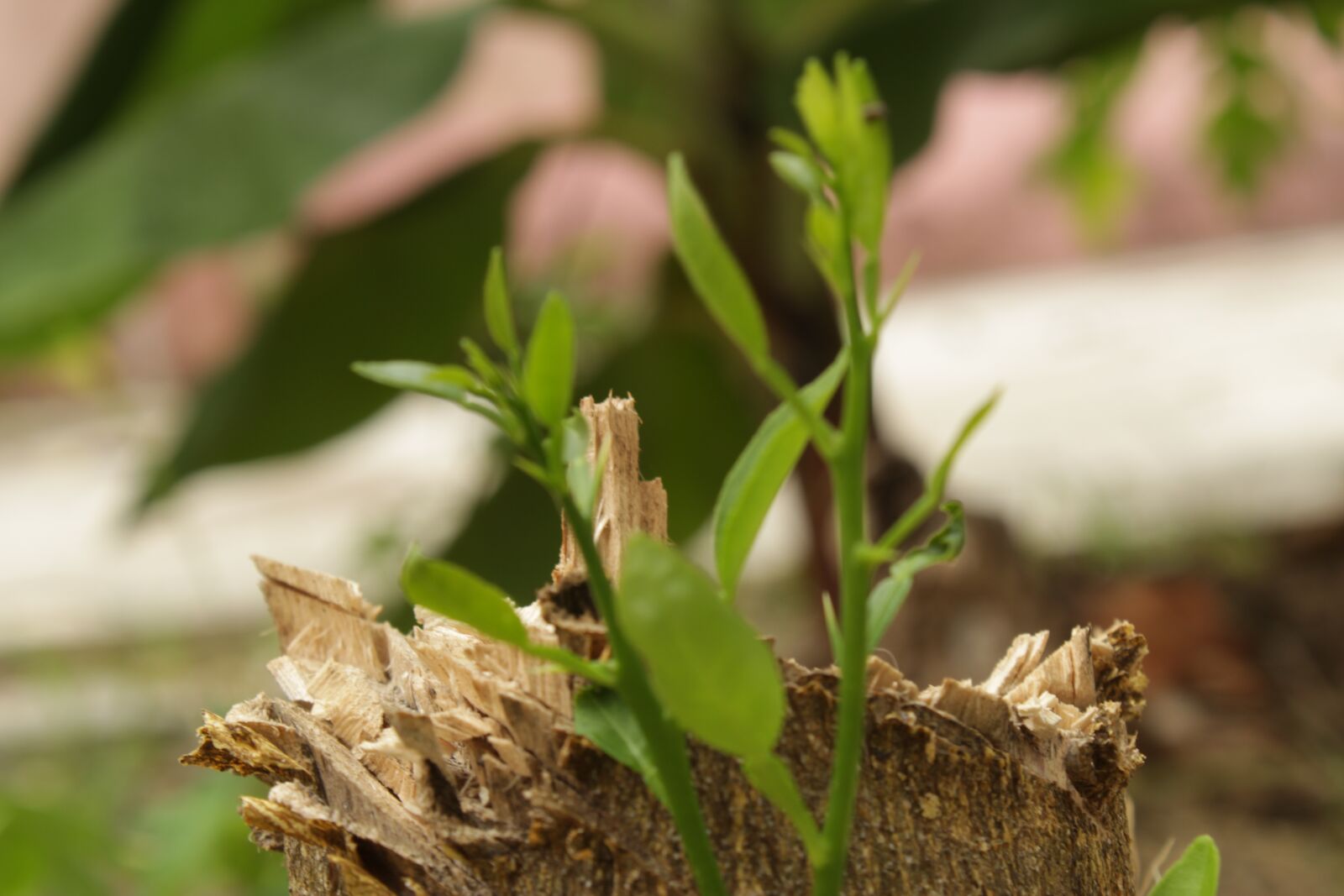 Canon EOS 1300D (EOS Rebel T6 / EOS Kiss X80) sample photo. Lemon, plant, patio photography