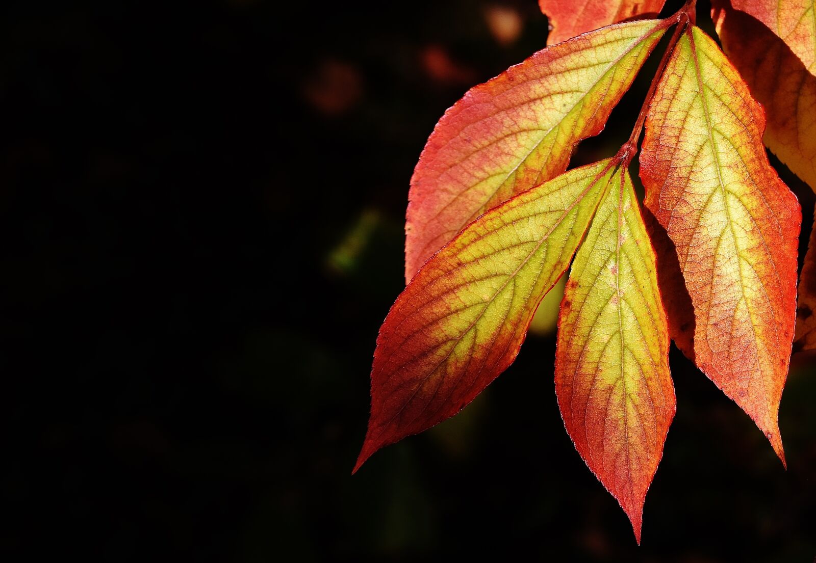 Nikon D7200 sample photo. Leaves, autumn, colorful photography