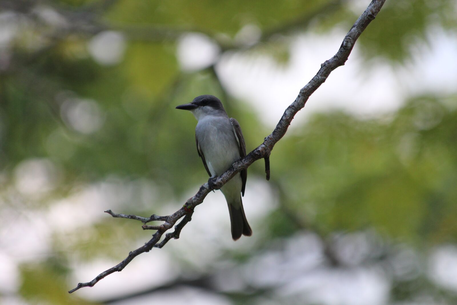 Canon EOS 650D (EOS Rebel T4i / EOS Kiss X6i) sample photo. Mockingbird, mimus polyglottos, bird photography