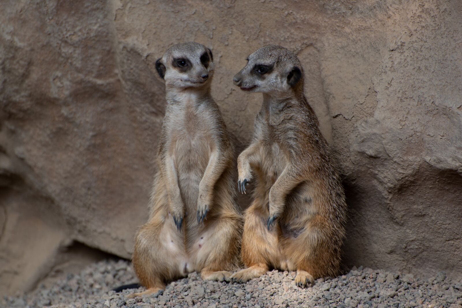 Nikon D750 sample photo. Meerkat, zoo, luxembourg photography
