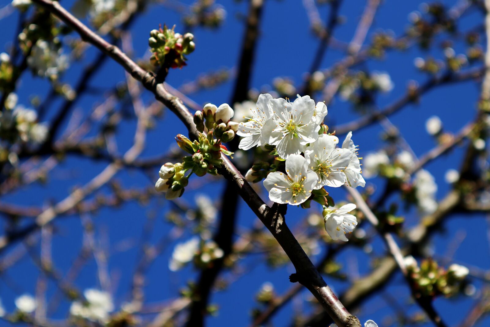 Canon EOS M100 sample photo. Apple tree flowers, apple photography