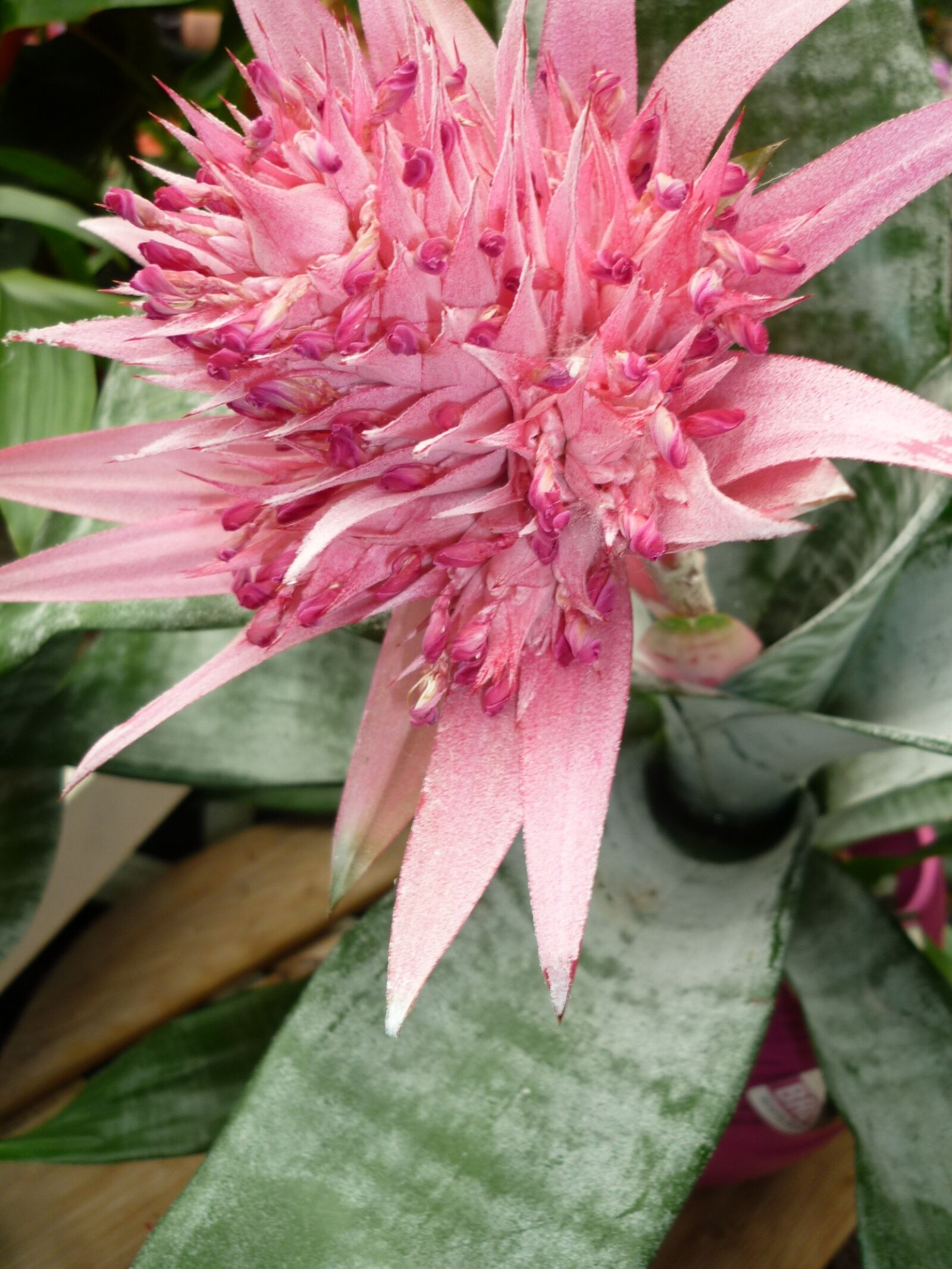 Panasonic Lumix DMC-FS6 sample photo. Bromeliad, flower, pink photography