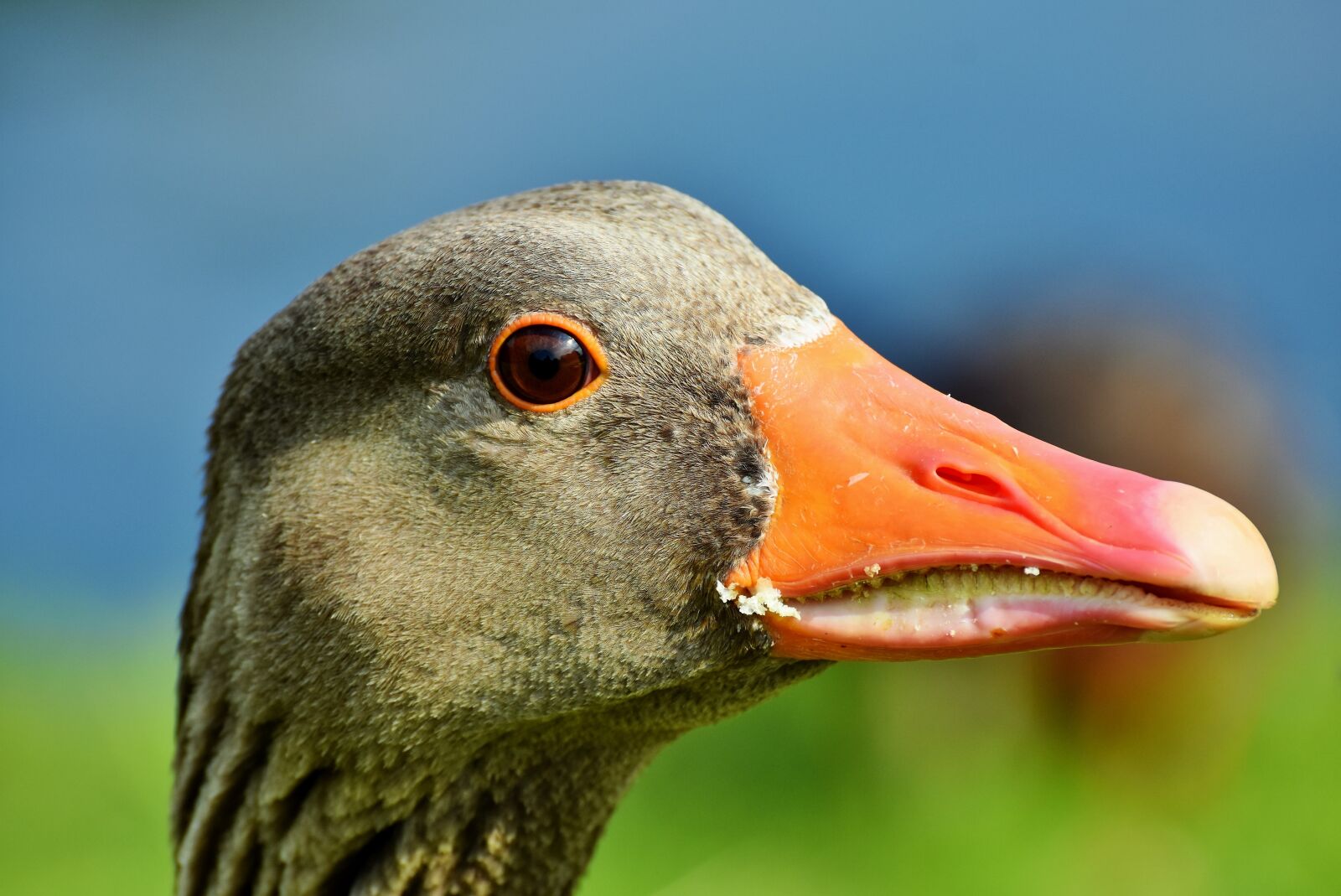 Nikon D7200 sample photo. Goose, poultry, bird photography
