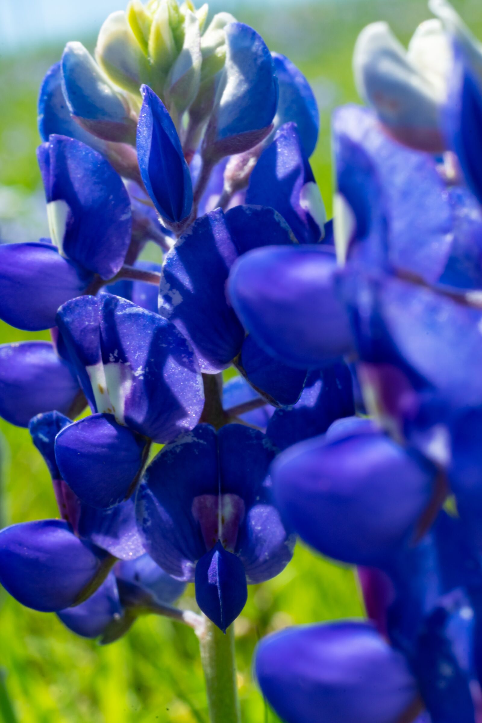 Sony a7 II + Sony FE 50mm F1.8 sample photo. Blue bonnet, texas, outdoor photography
