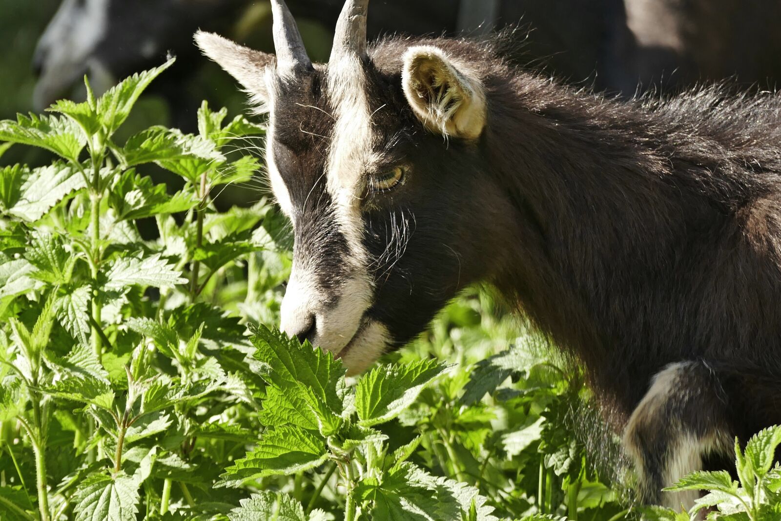 Panasonic Lumix DMC-FZ1000 sample photo. Stinging nettle, billy goat photography