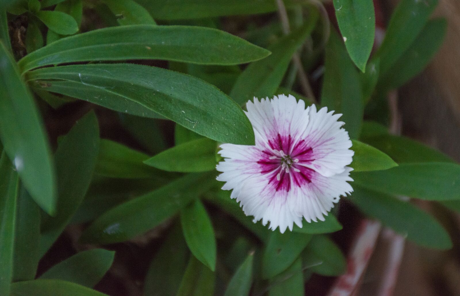 Nikon D7200 sample photo. Nature, plant, leaf photography