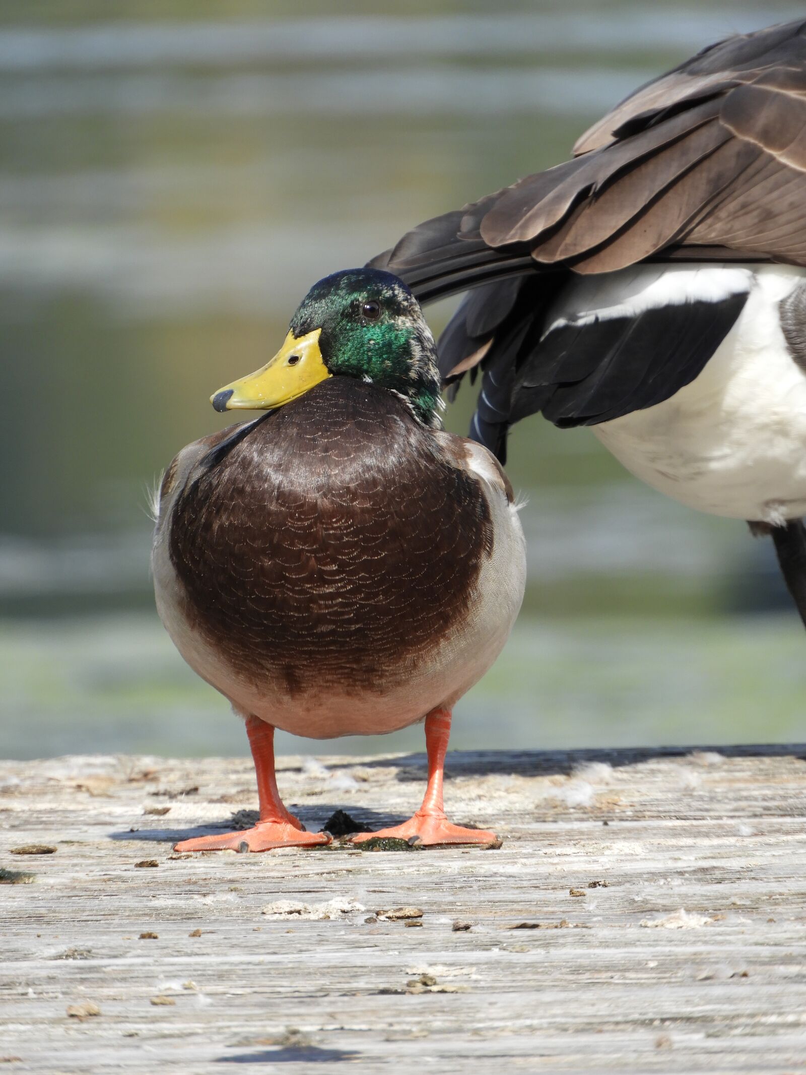 Nikon Coolpix B700 sample photo. Duck, waterfowl, nature photography