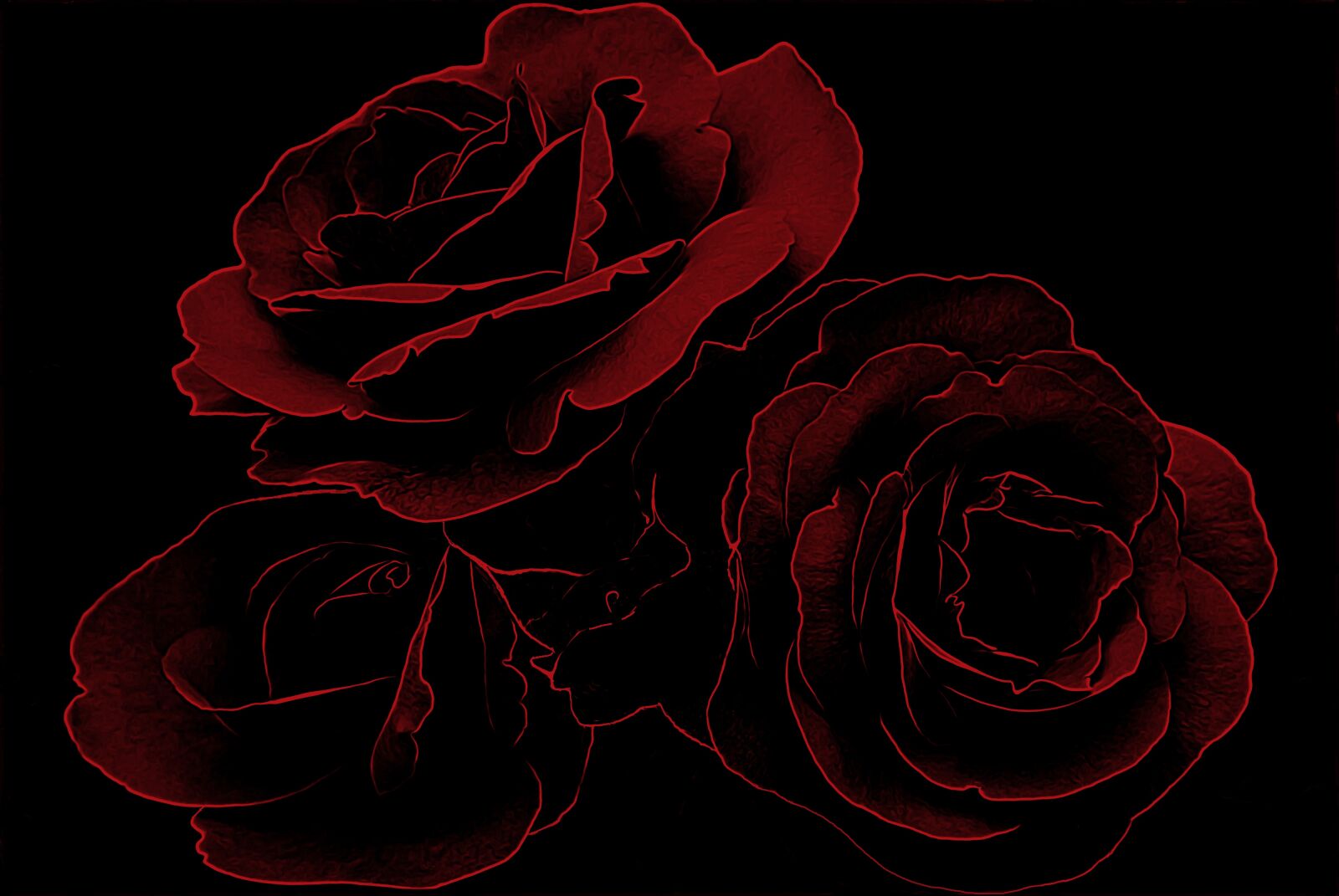 Olympus M.Zuiko Digital 45mm F1.8 sample photo. Flowers, roses, beauty photography