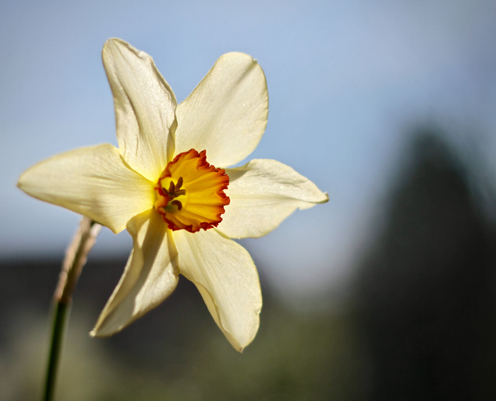 Canon EOS 7D + Canon EF 50mm F1.8 II sample photo. Flower, garden, narcissus, spring photography