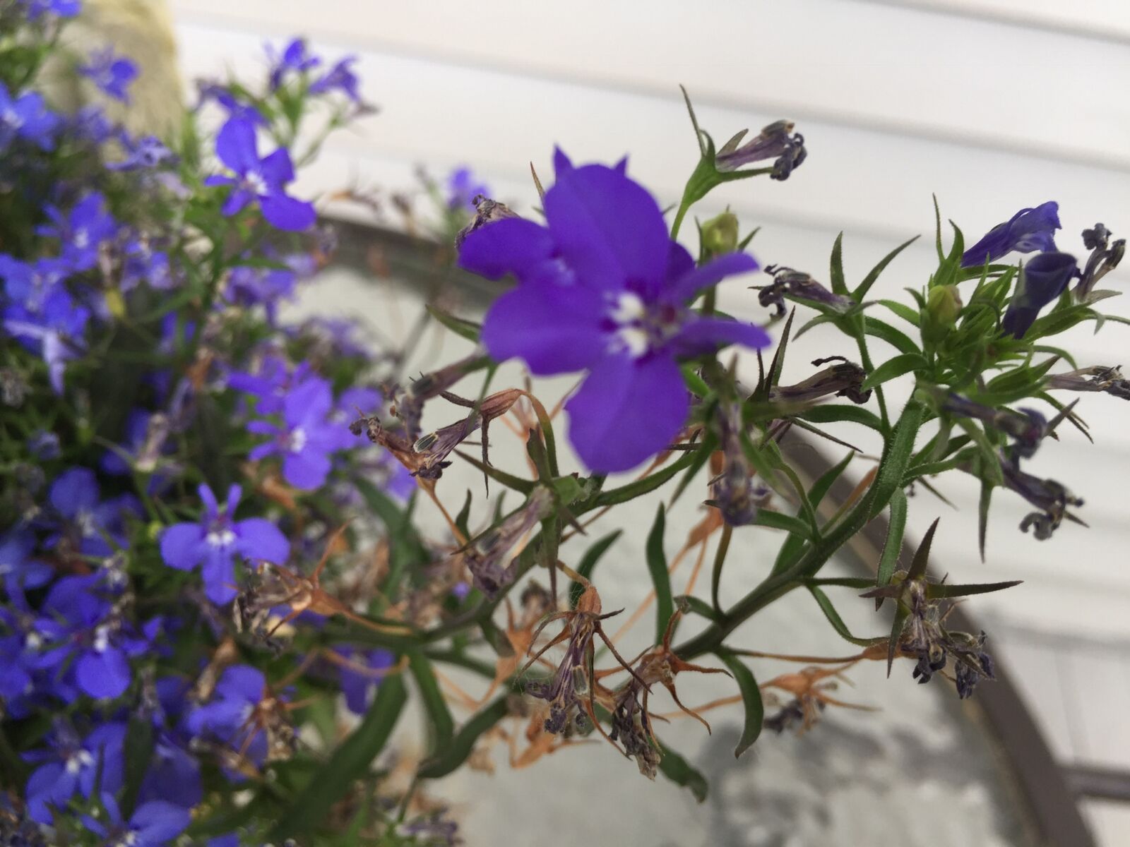 iPhone 6 back camera 4.15mm f/2.2 sample photo