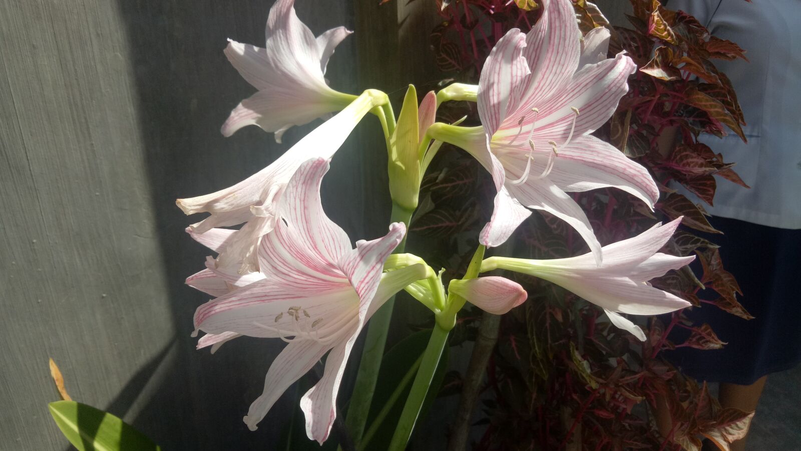 OPPO A1601 sample photo. Flowers, lily, plant photography