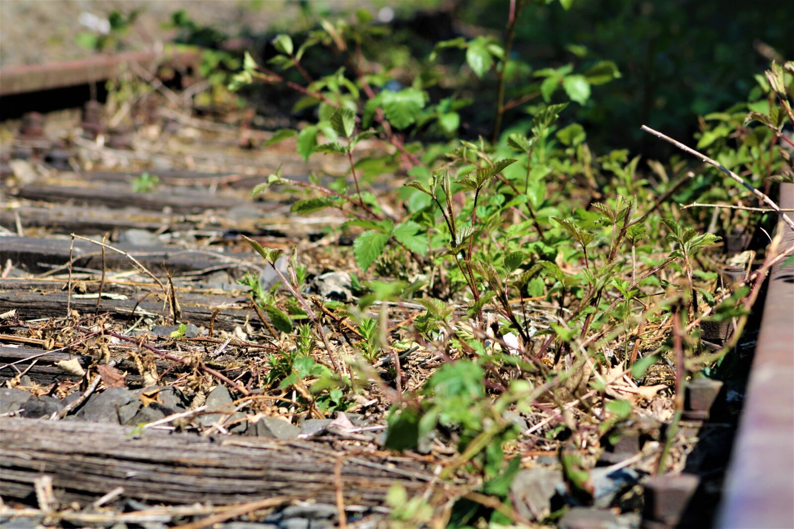 Canon EF75-300mm f/4-5.6 sample photo. Gleise, platform, railway station photography