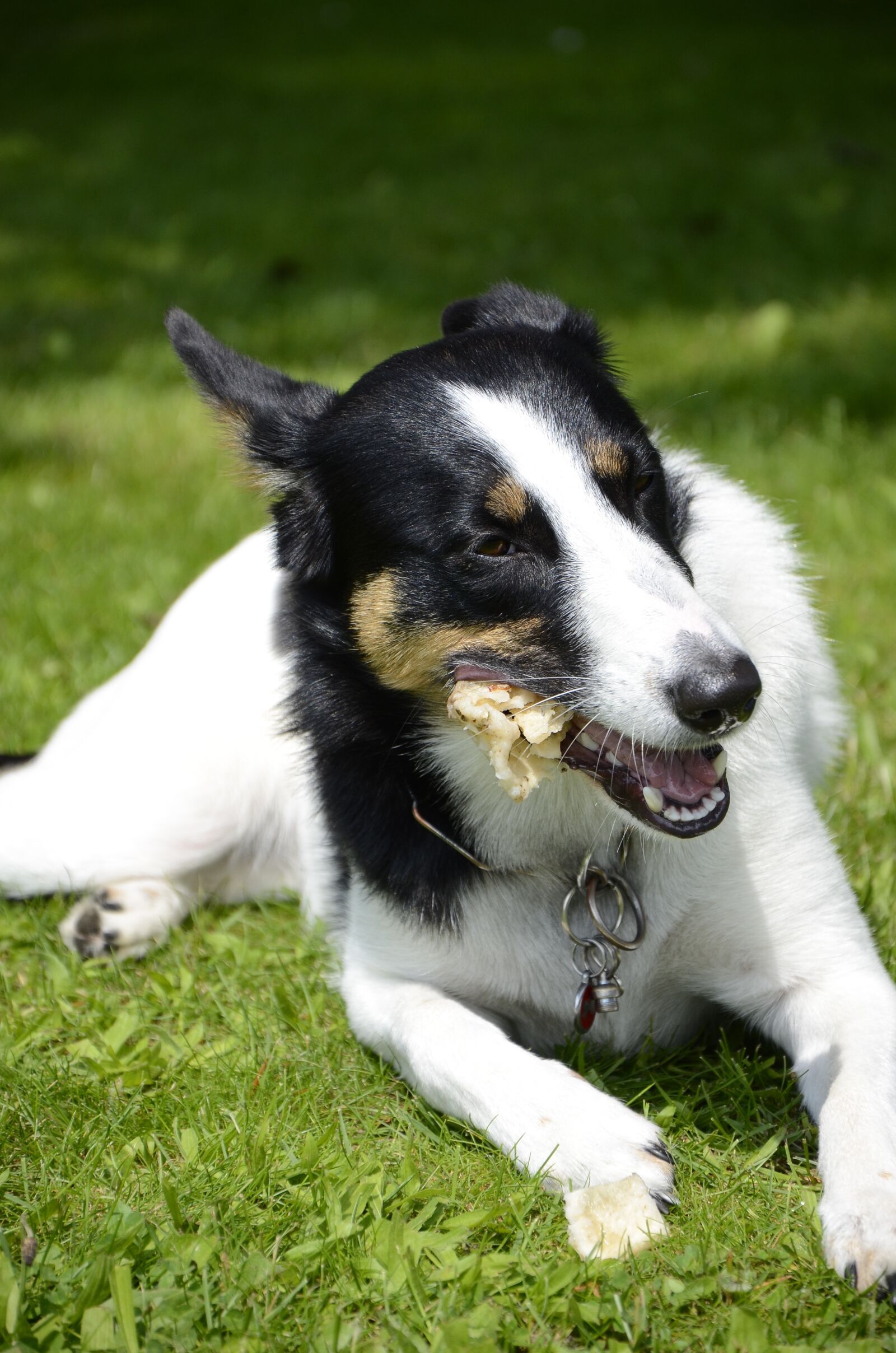 Nikon D7000 sample photo. Dog, chewing bone, dog photography