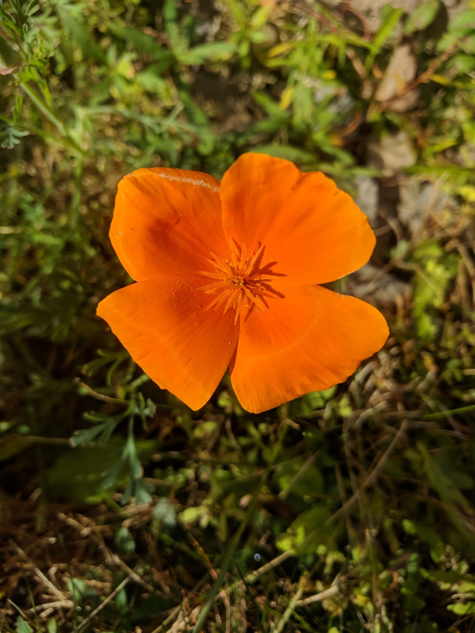 LG Nexus 5X sample photo. Orange flower, vibrant, orange photography