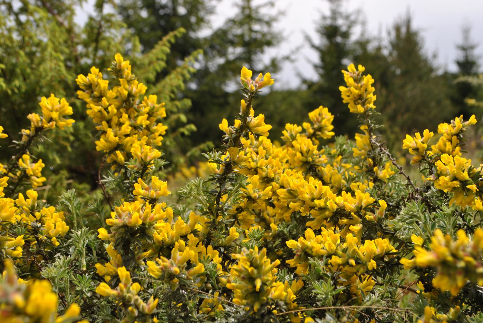 Nikon D3000 sample photo. Nature, flower fores, flower photography