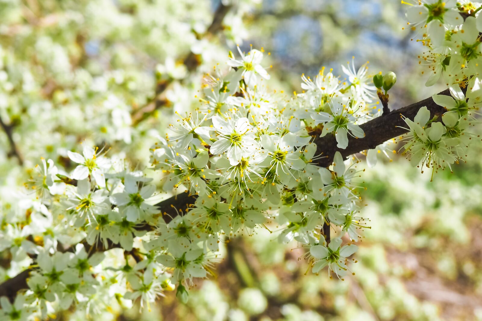 Olympus OM-D E-M10 sample photo. Sour cherry, tree, nature photography