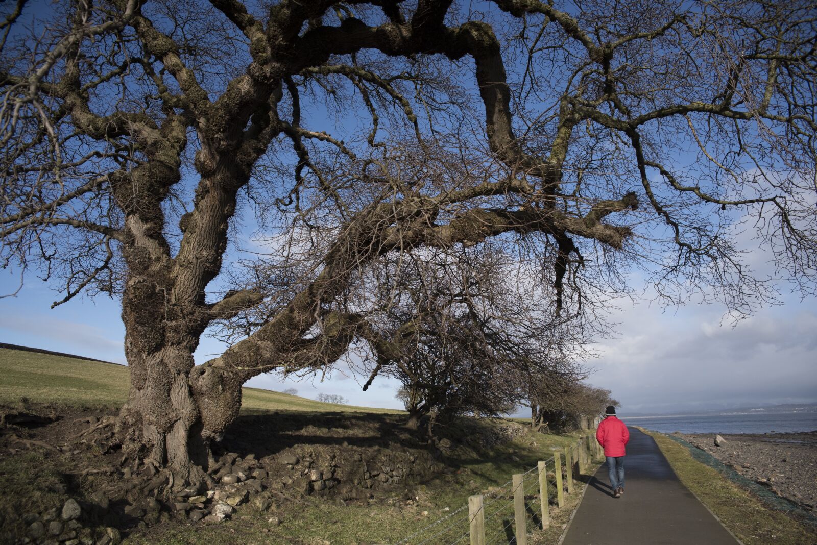 Nikon D810 sample photo. Tree, trail, nature photography