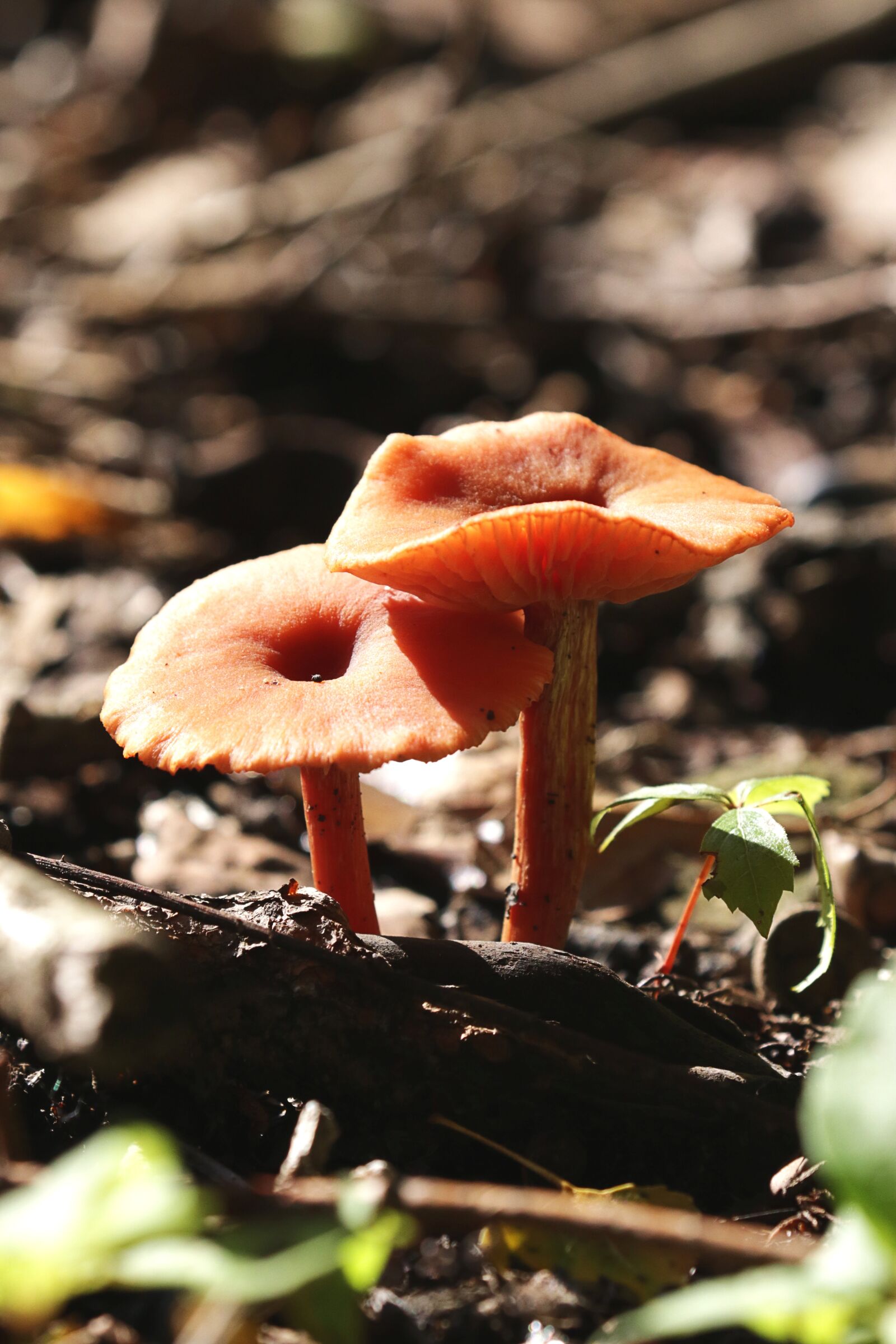 Canon EOS 7D Mark II sample photo. Autumn, mushrooms, underwood photography