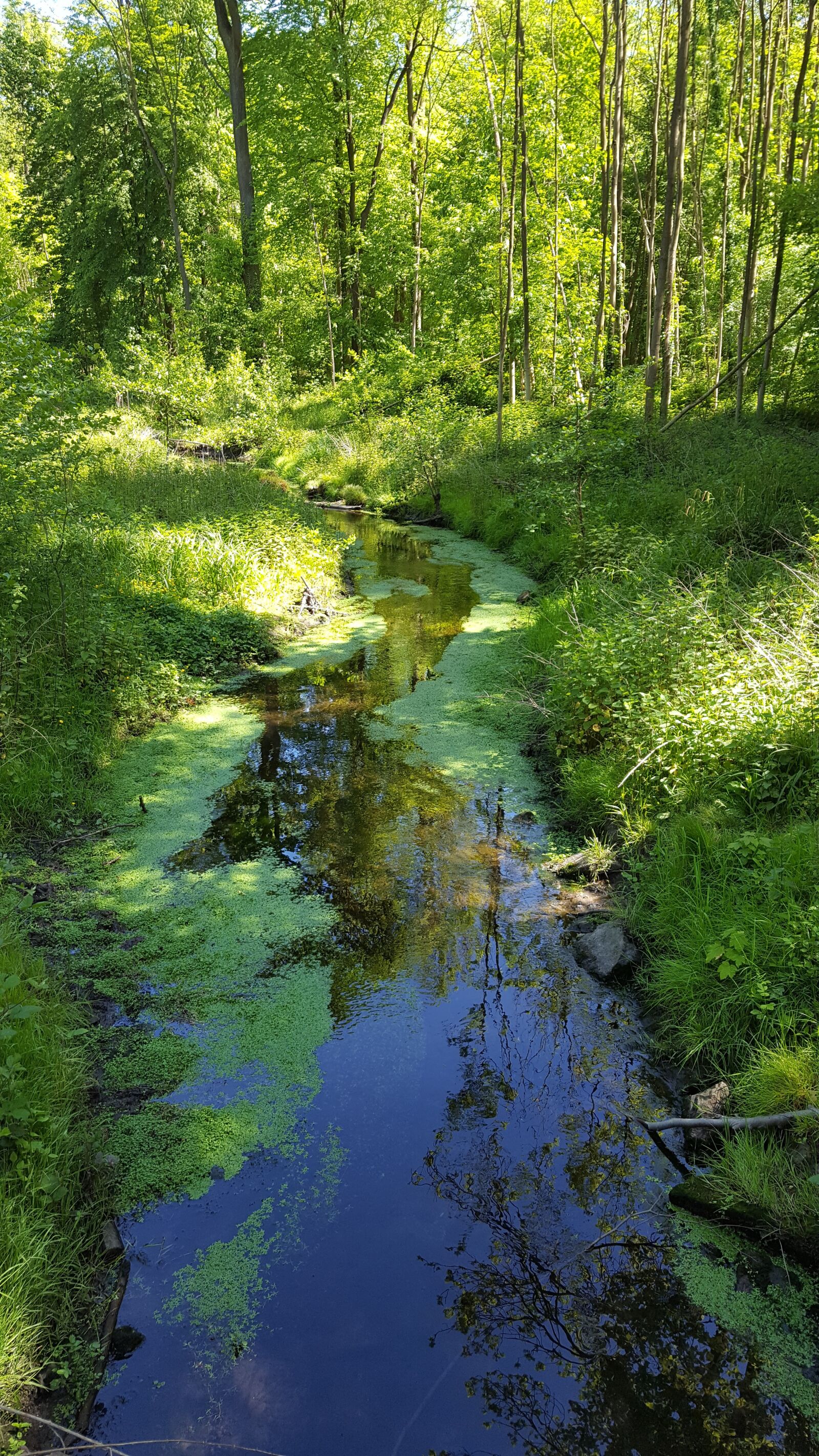 Samsung GALAXY S6 edge sample photo. Bach, forest, reflection photography