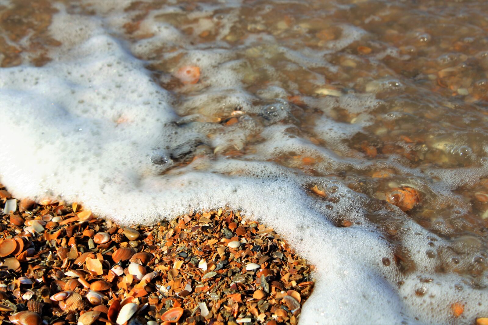 Canon EOS 2000D (EOS Rebel T7 / EOS Kiss X90 / EOS 1500D) sample photo. Sea, beach, pearl photography