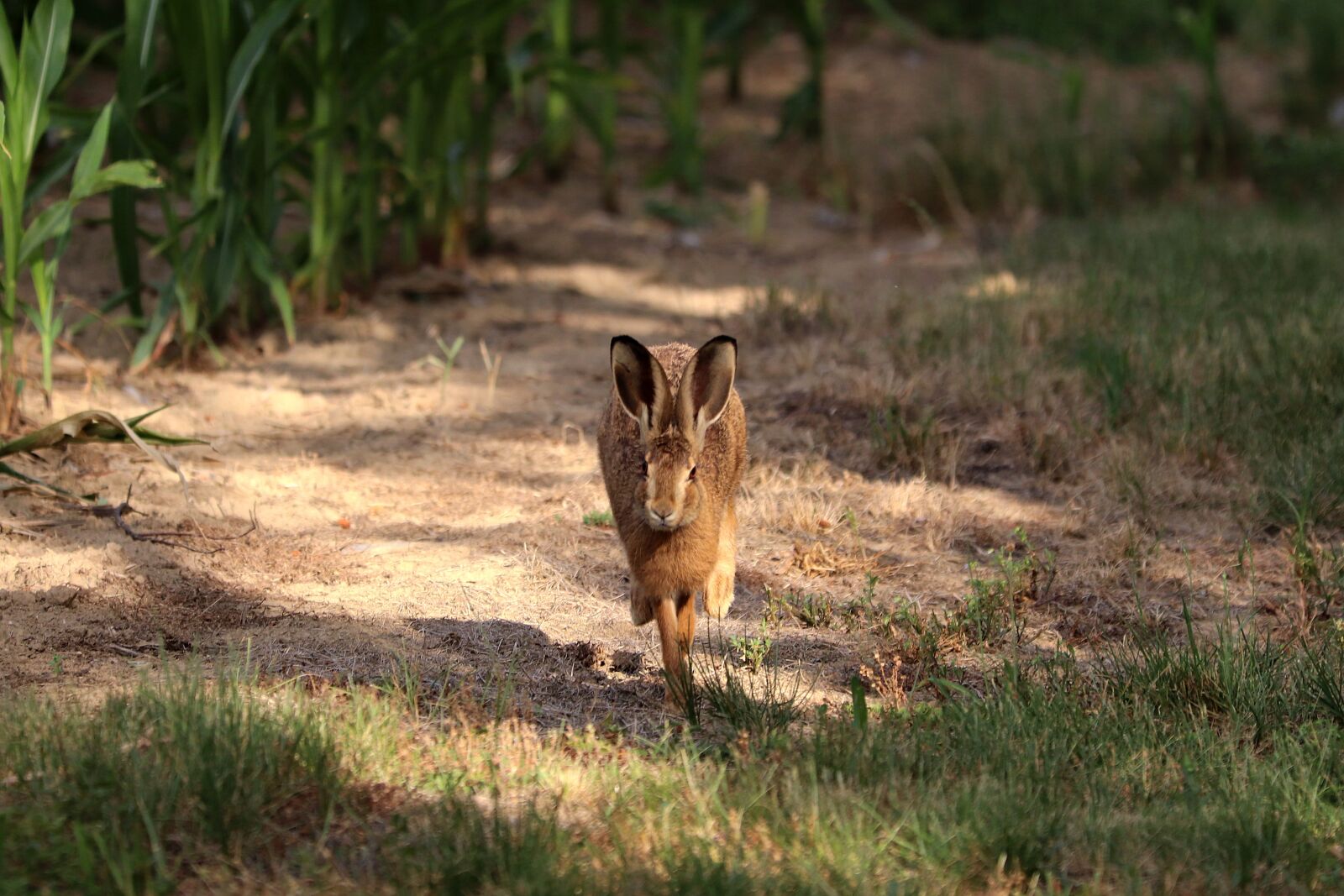 Canon EOS 77D (EOS 9000D / EOS 770D) sample photo. Hare, long eared, wild photography