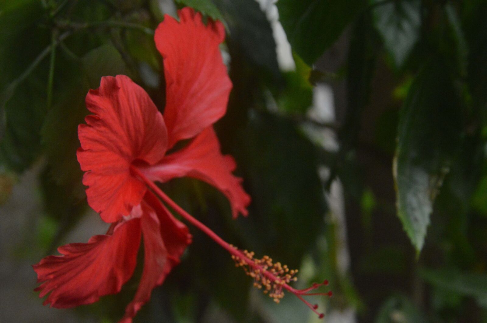 Nikon D3200 sample photo. Flower, red, garden photography