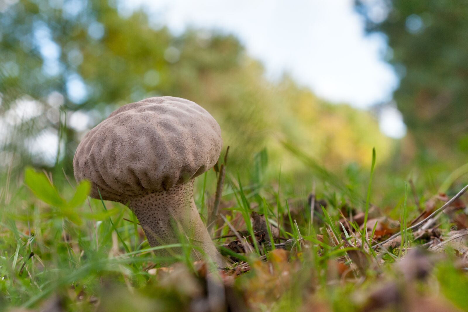 Nikon D300S sample photo. Forest, autumn, mushroom photography