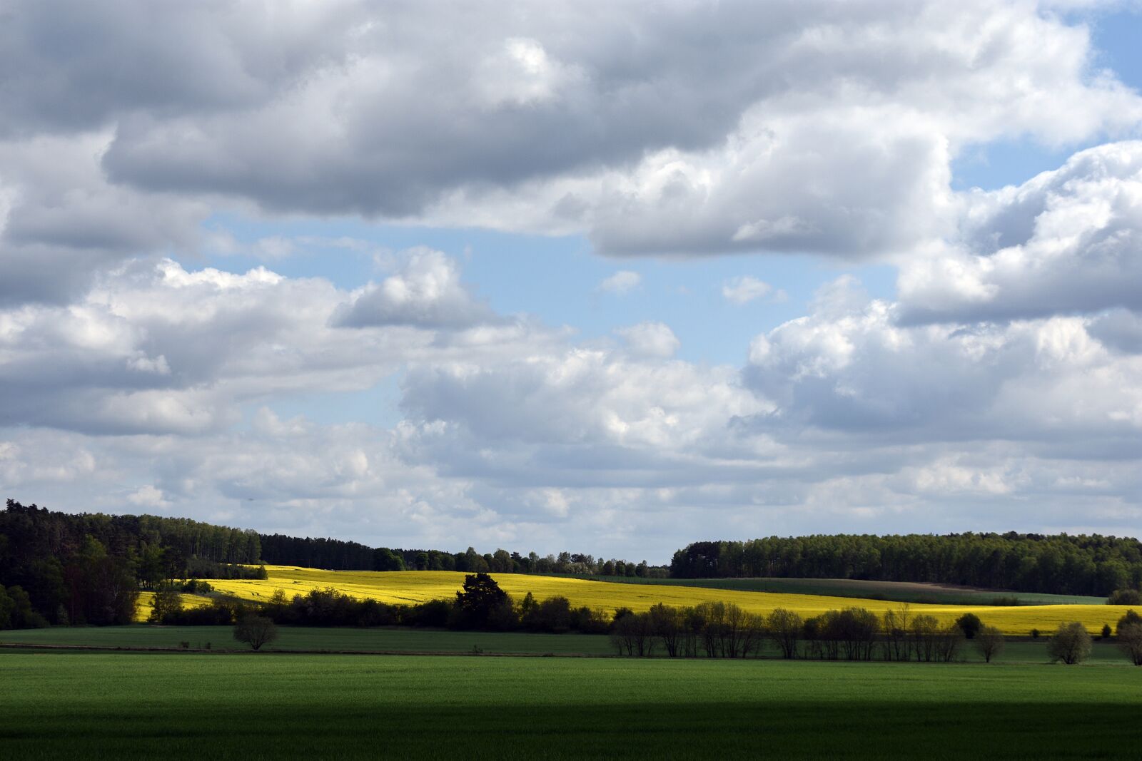 Nikon D3400 sample photo. Rapeseed, field, yellow photography