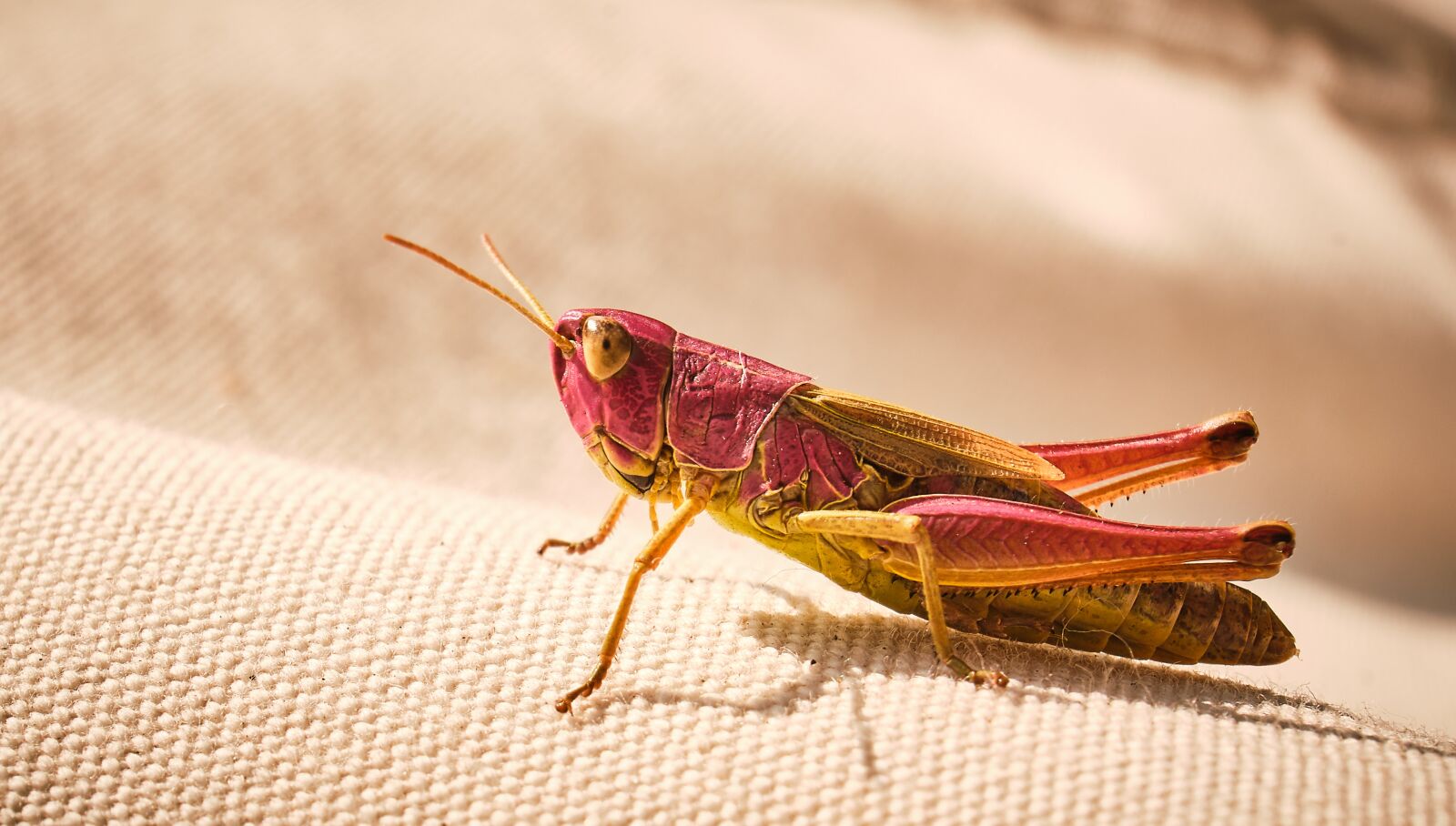 Fujifilm XF 18-55mm F2.8-4 R LM OIS sample photo. Grasshopper, colorful, insect photography