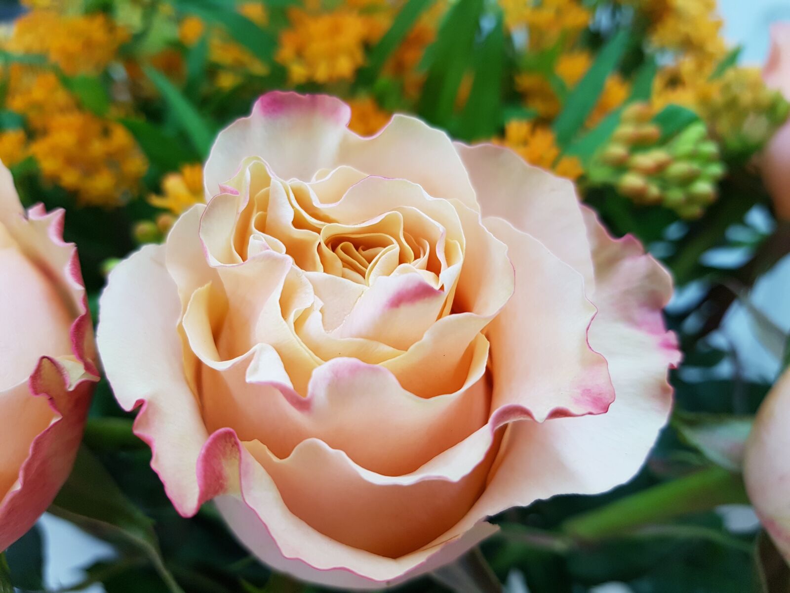 Samsung Galaxy S7 Edge sample photo. Rose, roses, rosaceae photography