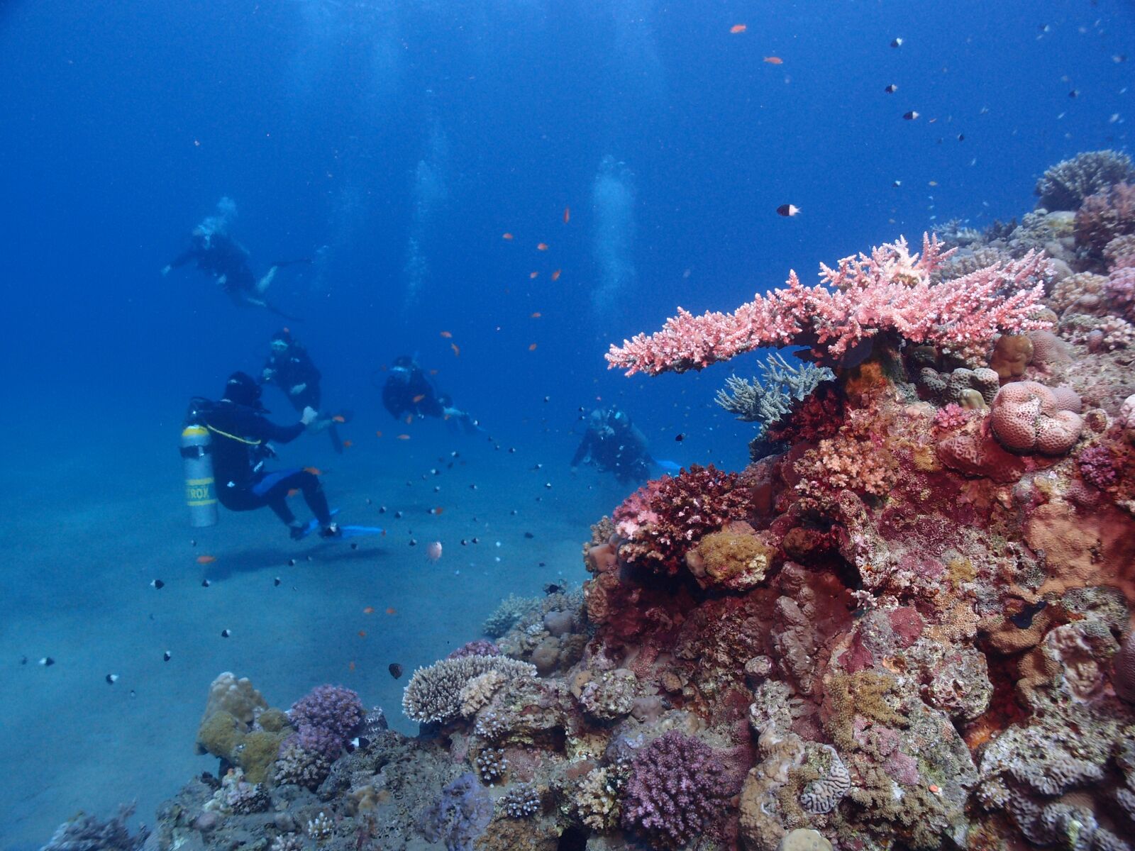 Olympus XZ-1 sample photo. Egypt, diving, red sea photography