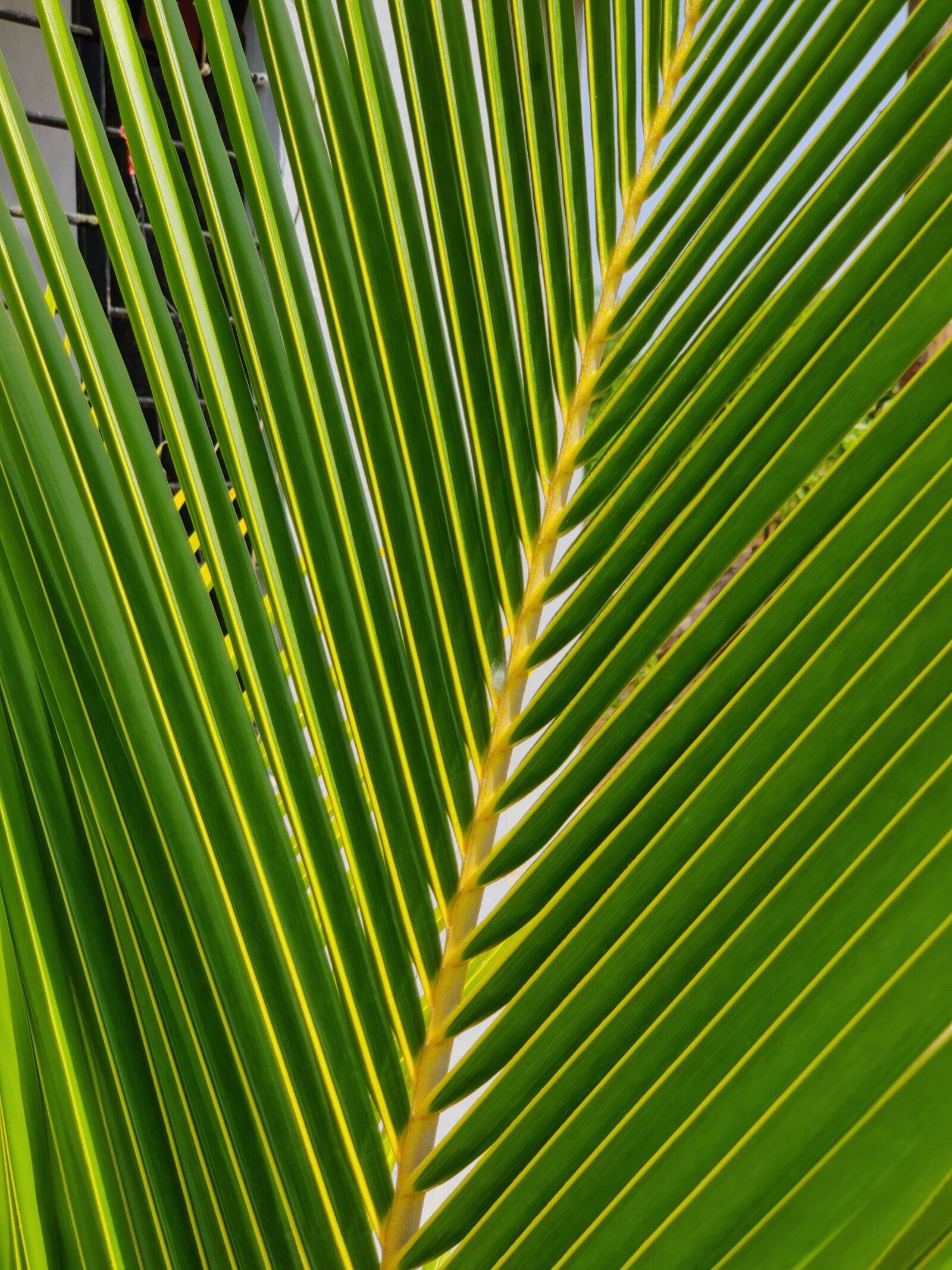 OnePlus HD1901 sample photo. Green, palm, tropical photography