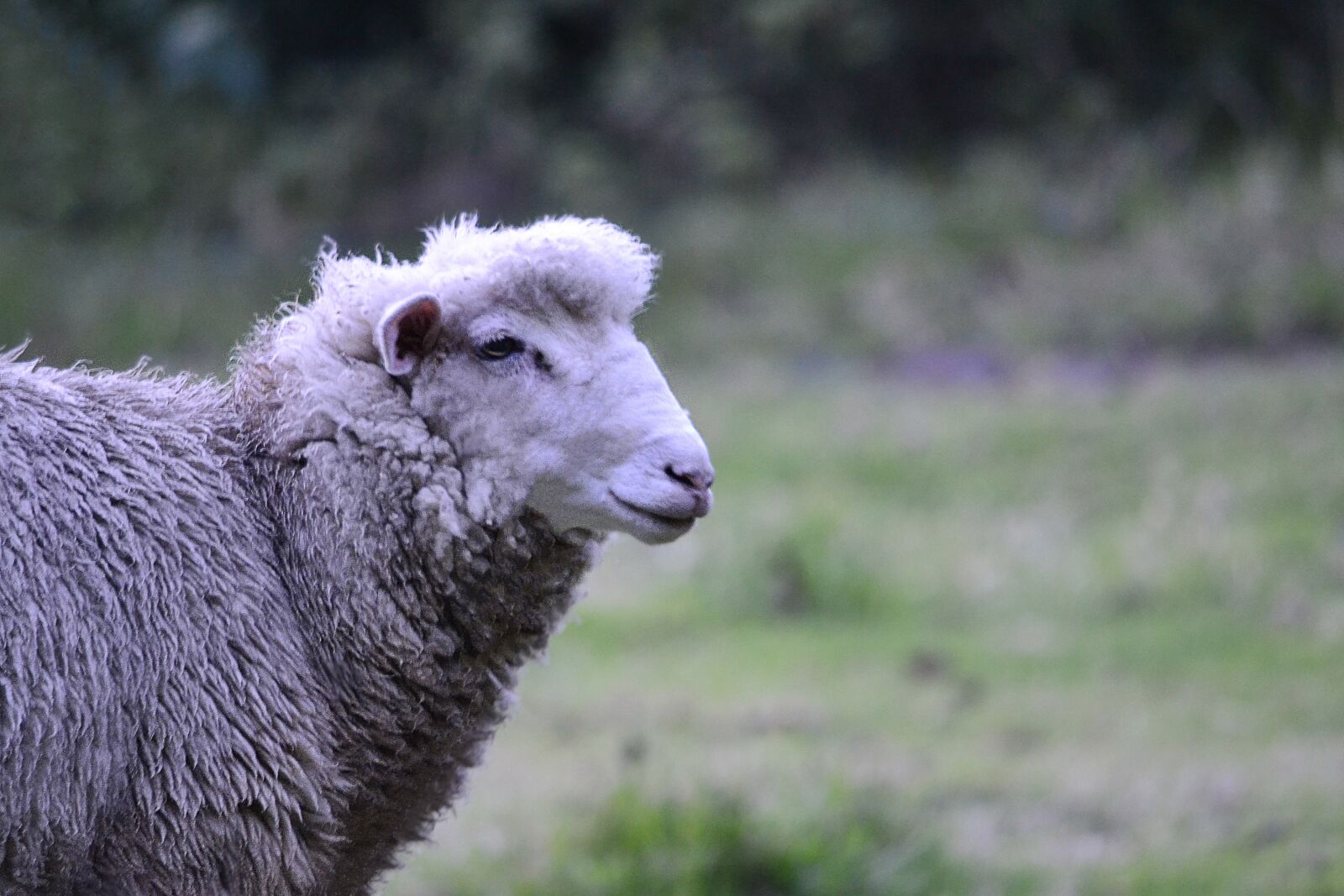 Nikon D3100 sample photo. Goat, animal, goatee photography