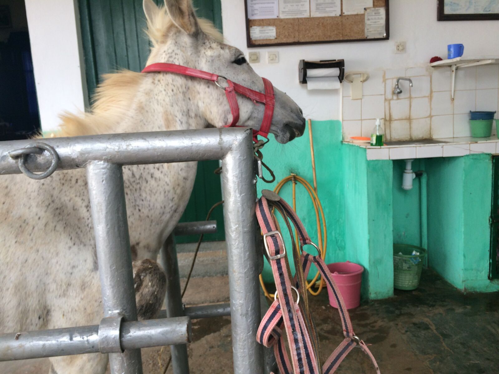 iPhone 5s back camera 4.15mm f/2.2 sample photo. Cancer, mule, trauma photography