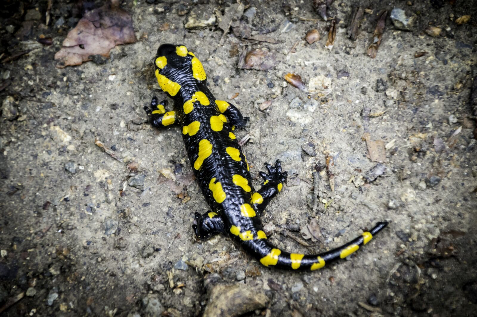 Tamron 18-200mm F3.5-6.3 Di II VC sample photo. Lizard, yellow, black photography