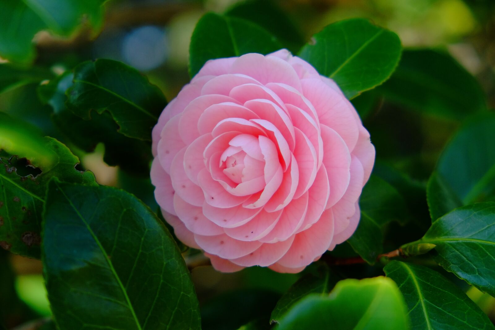 Fujifilm X-T10 sample photo. Camellia, pink, spring photography
