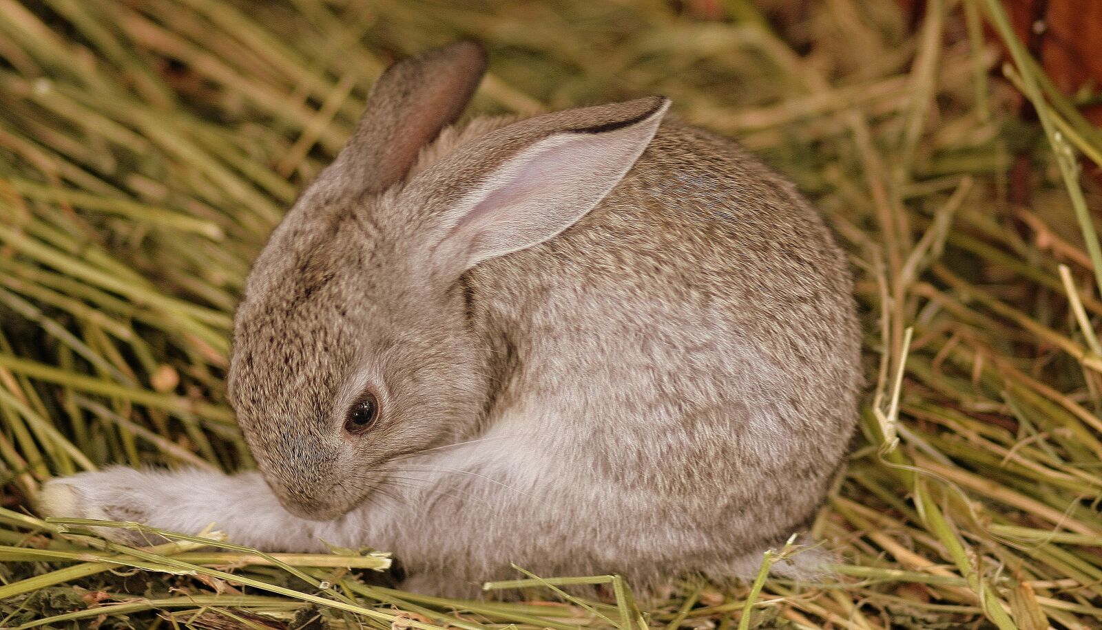 Canon EOS 450D (EOS Rebel XSi / EOS Kiss X2) sample photo. Rabbit, gray, cute photography