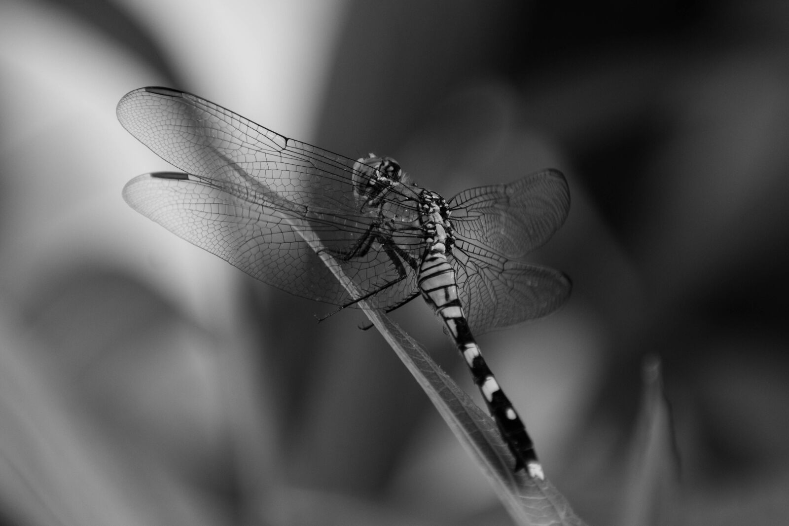 Nikon D3400 sample photo. Dragonfly, bug, insect photography