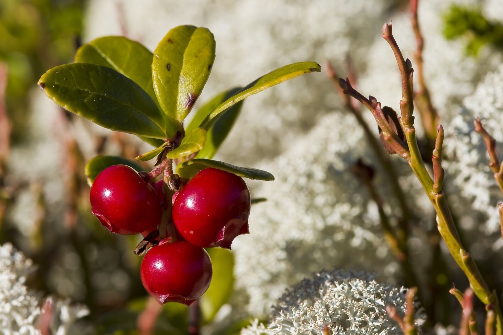 Canon EOS 20D sample photo. The nature of the photography
