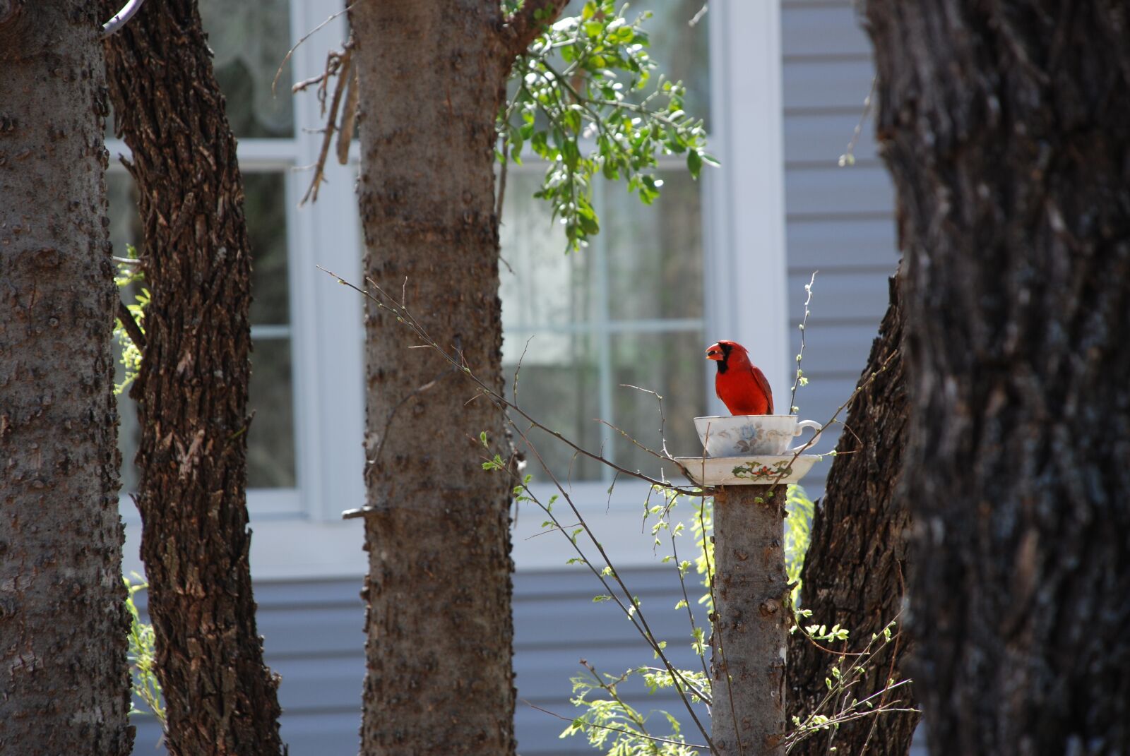 Nikon D80 sample photo. Cardinal, bird, teacup photography