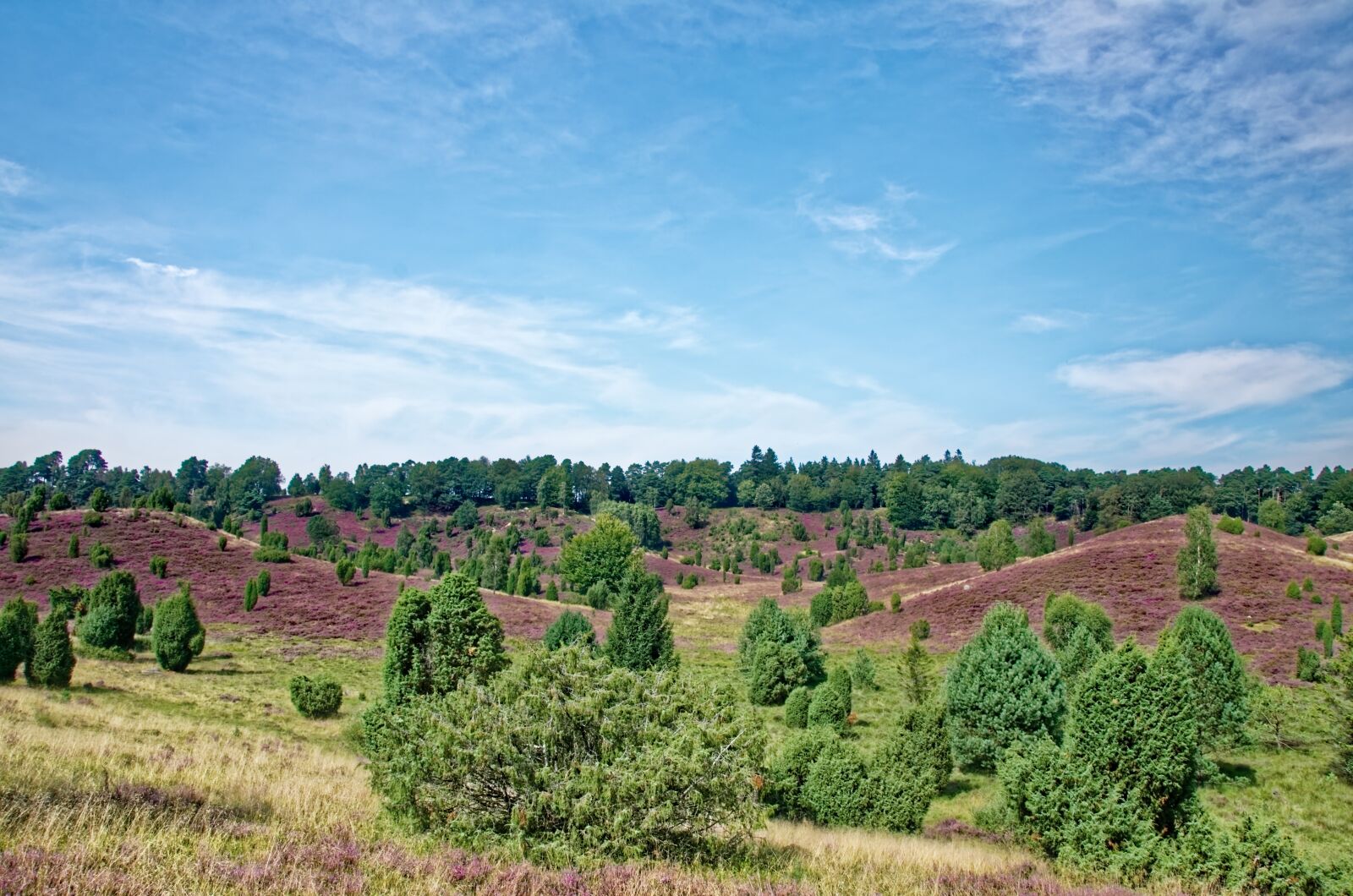 Nikon D7000 sample photo. Germany, l neburg heath photography