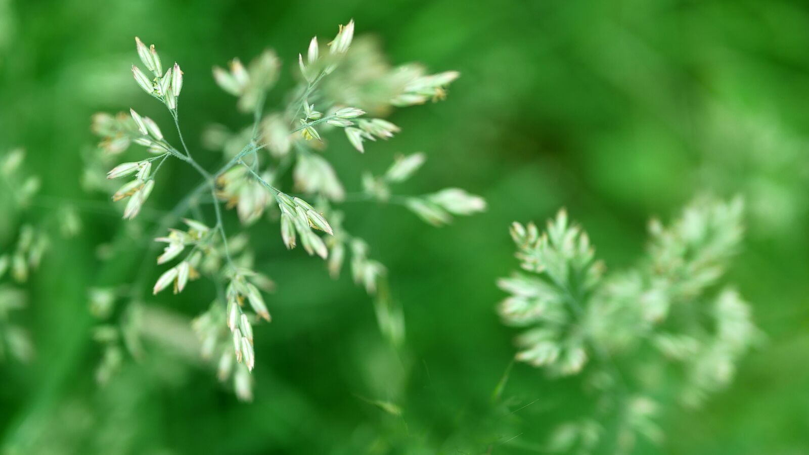 Panasonic Lumix DMC-GX85 (Lumix DMC-GX80 / Lumix DMC-GX7 Mark II) sample photo. Wild herbs, meadow, nature photography