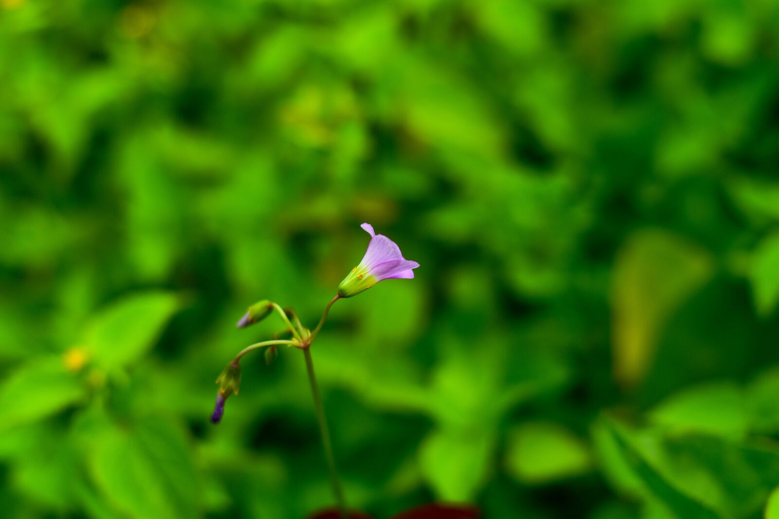 Nikon D3400 sample photo. Small flower, linda flower photography